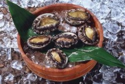 鲍鱼最新爆料图片大全,高清美图大赏