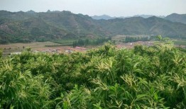 屯子最新爆料,揭秘娱乐圈惊天秘密