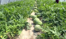 西安爆料大瓜最新消息