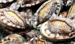 鲍鱼最新爆料图片大全,高清美图大赏