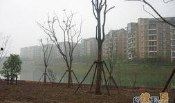 龙湖湾小区最新爆料,揭秘神秘项目与周边发展动态