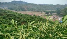 屯子最新爆料,揭秘娱乐圈惊天秘密